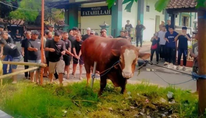 Misteri Sosok ‘TIW’ yang Kirim Sapi Kurban 1,1 Ton ke Masjid Dekat Rumah Amien Rais