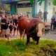 Misteri Sosok ‘TIW’ yang Kirim Sapi Kurban 1,1 Ton ke Masjid Dekat Rumah Amien Rais