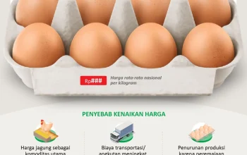 Pemerintah Pusing Harga Telur Terlalu Murah