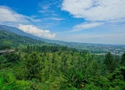 Puncak Bogor: Menjelajahi Keindahan Alam dan Pembangunan Daerah