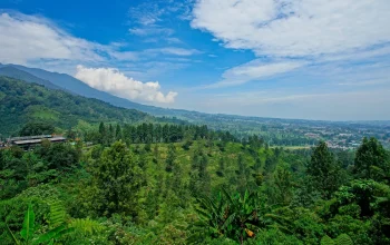 Puncak Bogor: Menjelajahi Keindahan Alam dan Pembangunan Daerah
