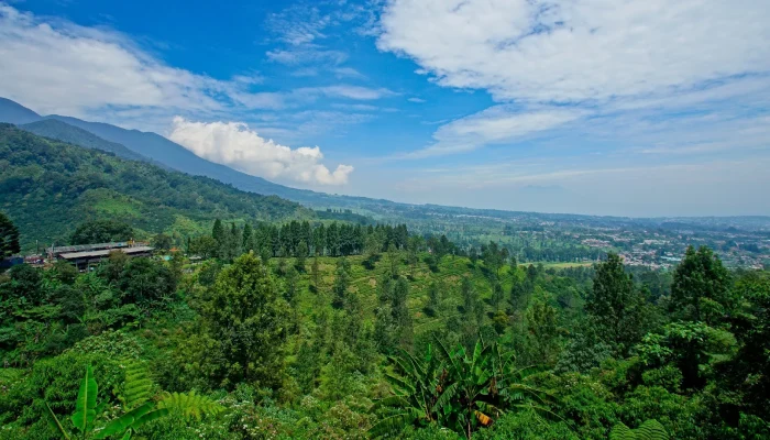 Puncak Bogor: Menjelajahi Keindahan Alam dan Pembangunan Daerah