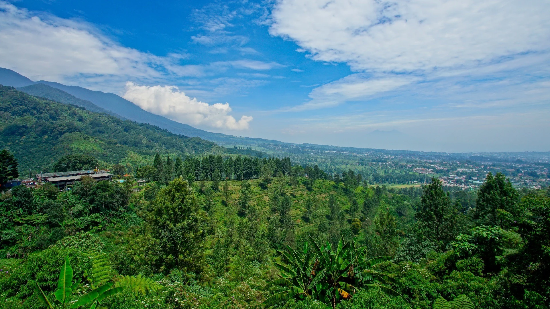 Puncak Bogor: Menjelajahi Keindahan Alam dan Pembangunan Daerah
