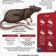 Waspada Hantavirus: Kasus di Kapal Pesiar Meningkat, 12 Kasus dan 3 Kematian Dilaporkan