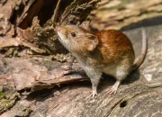 Wirtz dan Hantavirus: Dua Berita yang Menghebohkan Dunia