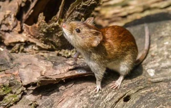 Wirtz dan Hantavirus: Dua Berita yang Menghebohkan Dunia