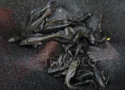 Yogyakarta Mulai Gencarkan Pemberantasan Ikan Sapu-Sapu