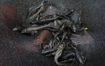 Yogyakarta Mulai Gencarkan Pemberantasan Ikan Sapu-Sapu