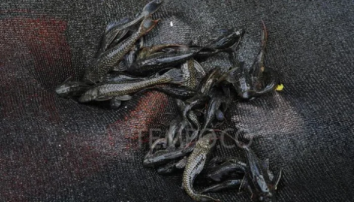 Yogyakarta Mulai Gencarkan Pemberantasan Ikan Sapu-Sapu
