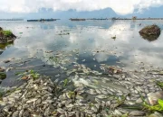 Berita Terkini: Dari Kematian Ikan di Como Lake Hingga Persiapan Piala Dunia