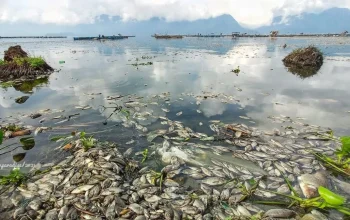 Berita Terkini: Dari Kematian Ikan di Como Lake Hingga Persiapan Piala Dunia
