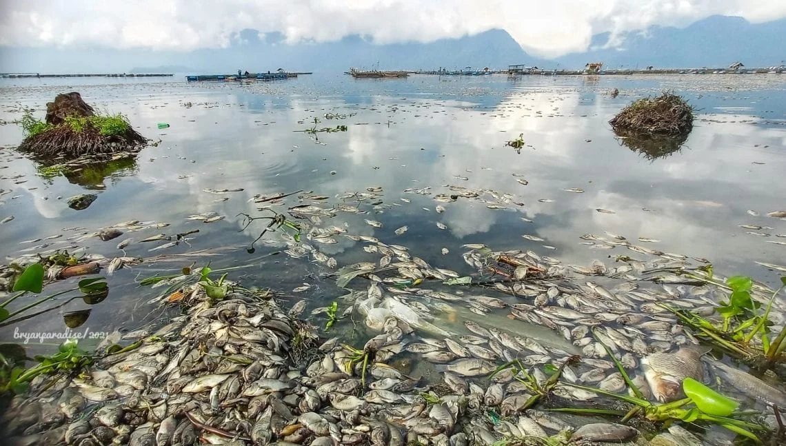 Berita Terkini: Dari Kematian Ikan di Como Lake Hingga Persiapan Piala Dunia