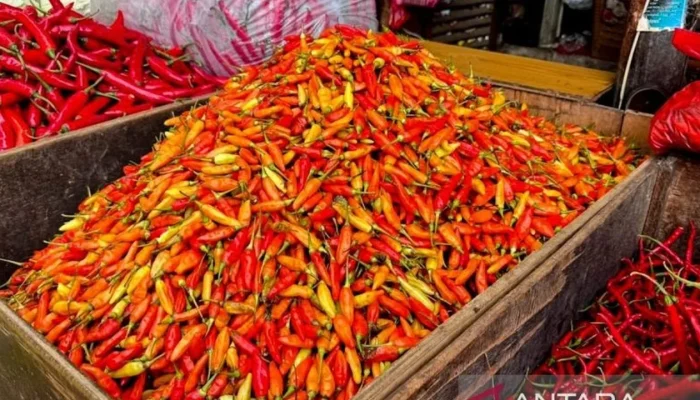 Harga Pangan Nasional Mengalami Perubahan: Cabai Rawit Merah dan Daging Sapi Turun