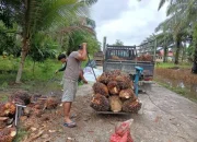 Harga Sawit Naik, Petani Swadaya Lega Setelah Harga TBS Sawit Meningkat