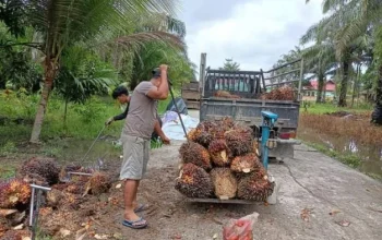 Harga Sawit Naik, Petani Swadaya Lega Setelah Harga TBS Sawit Meningkat