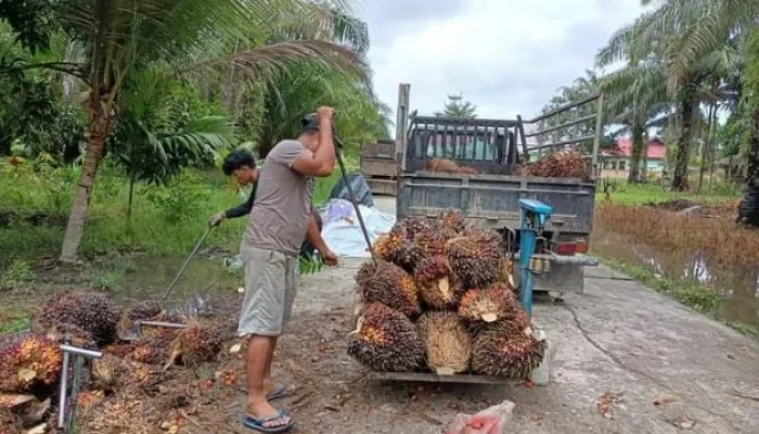 Harga Sawit Naik, Petani Swadaya Lega Setelah Harga TBS Sawit Meningkat