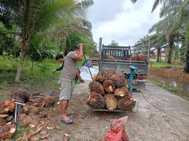 Harga Sawit Naik, Petani Swadaya Lega Setelah Harga TBS Sawit Meningkat