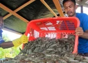 Perdagangan Udang Antara Malaysia dan Thailand Dalam Sorotan