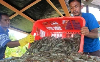 Perdagangan Udang Antara Malaysia dan Thailand Dalam Sorotan