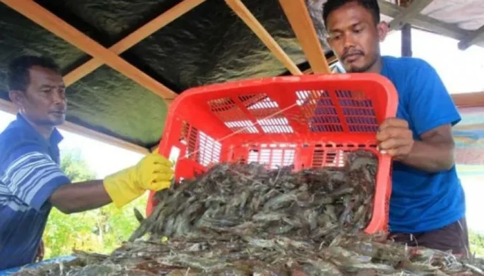 Perdagangan Udang Antara Malaysia dan Thailand Dalam Sorotan