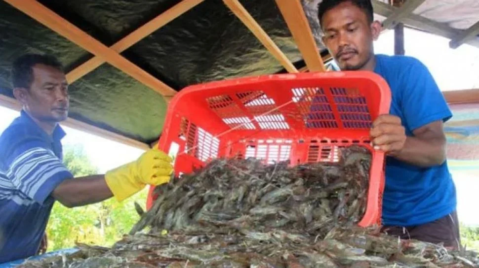 Perdagangan Udang Antara Malaysia dan Thailand Dalam Sorotan