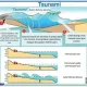 Tsunami Durian dan Fenomena Lainnya: Mengenal Lebih Dekat tentang Tsunami