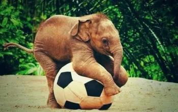 Yunani vs Italia: Dari Semut Gajah hingga Sepakbola