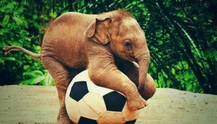 Yunani vs Italia: Dari Semut Gajah hingga Sepakbola