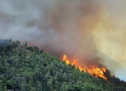 Aljazair Dilanda Kebakaran Hutan, Lebih dari 100 Orang Dirawat di Rumah Sakit