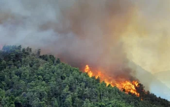 Aljazair Dilanda Kebakaran Hutan, Lebih dari 100 Orang Dirawat di Rumah Sakit