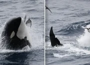 Orcas Smash Dead Sunfish to Smithereens: Uncovering the Mystery Behind This Bizarre Behavior