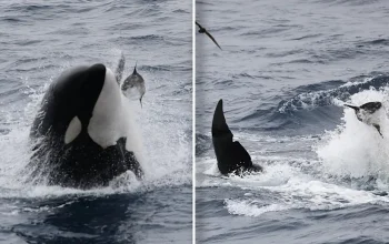 Orcas Smash Dead Sunfish to Smithereens: Uncovering the Mystery Behind This Bizarre Behavior