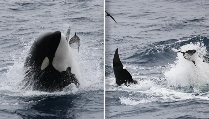 Orcas Smash Dead Sunfish to Smithereens: Uncovering the Mystery Behind This Bizarre Behavior