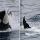 Orcas Smash Dead Sunfish to Smithereens: Uncovering the Mystery Behind This Bizarre Behavior