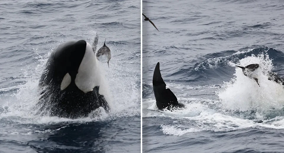 Orcas Smash Dead Sunfish to Smithereens: Uncovering the Mystery Behind This Bizarre Behavior
