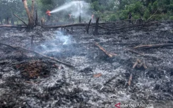 Peristiwa Besar di Perancis: Kebakaran Hutan dan Kontroversi Politik