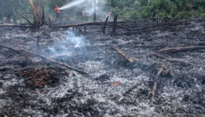 Peristiwa Besar di Perancis: Kebakaran Hutan dan Kontroversi Politik