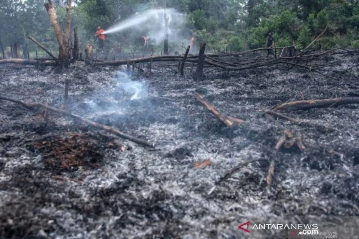 Peristiwa Besar di Perancis: Kebakaran Hutan dan Kontroversi Politik