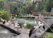 Ragunan: Pusat Edukasi dan Hiburan di Jakarta
