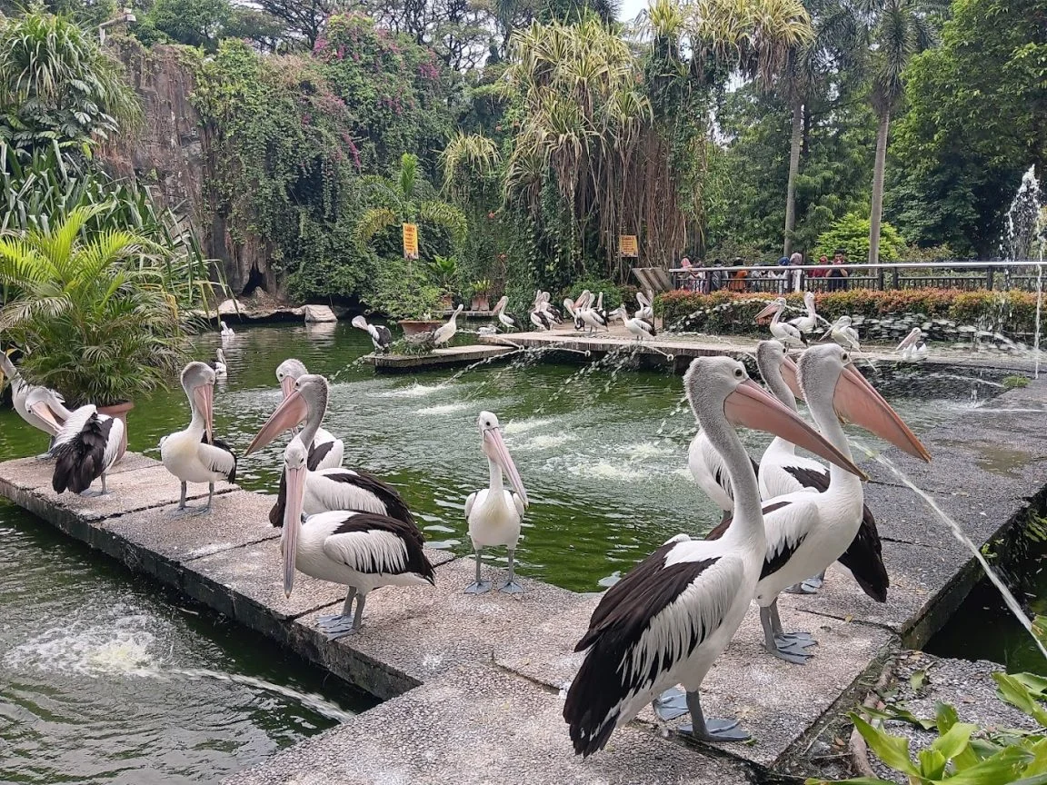 Ragunan: Pusat Edukasi dan Hiburan di Jakarta