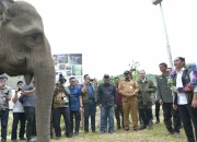 Raja Juli Antoni dan Kasus Gratifikasi: Upaya Konservasi Gajah dan Penolakan Laporan
