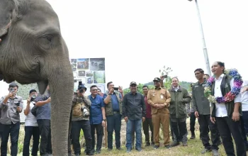 Raja Juli Antoni dan Kasus Gratifikasi: Upaya Konservasi Gajah dan Penolakan Laporan