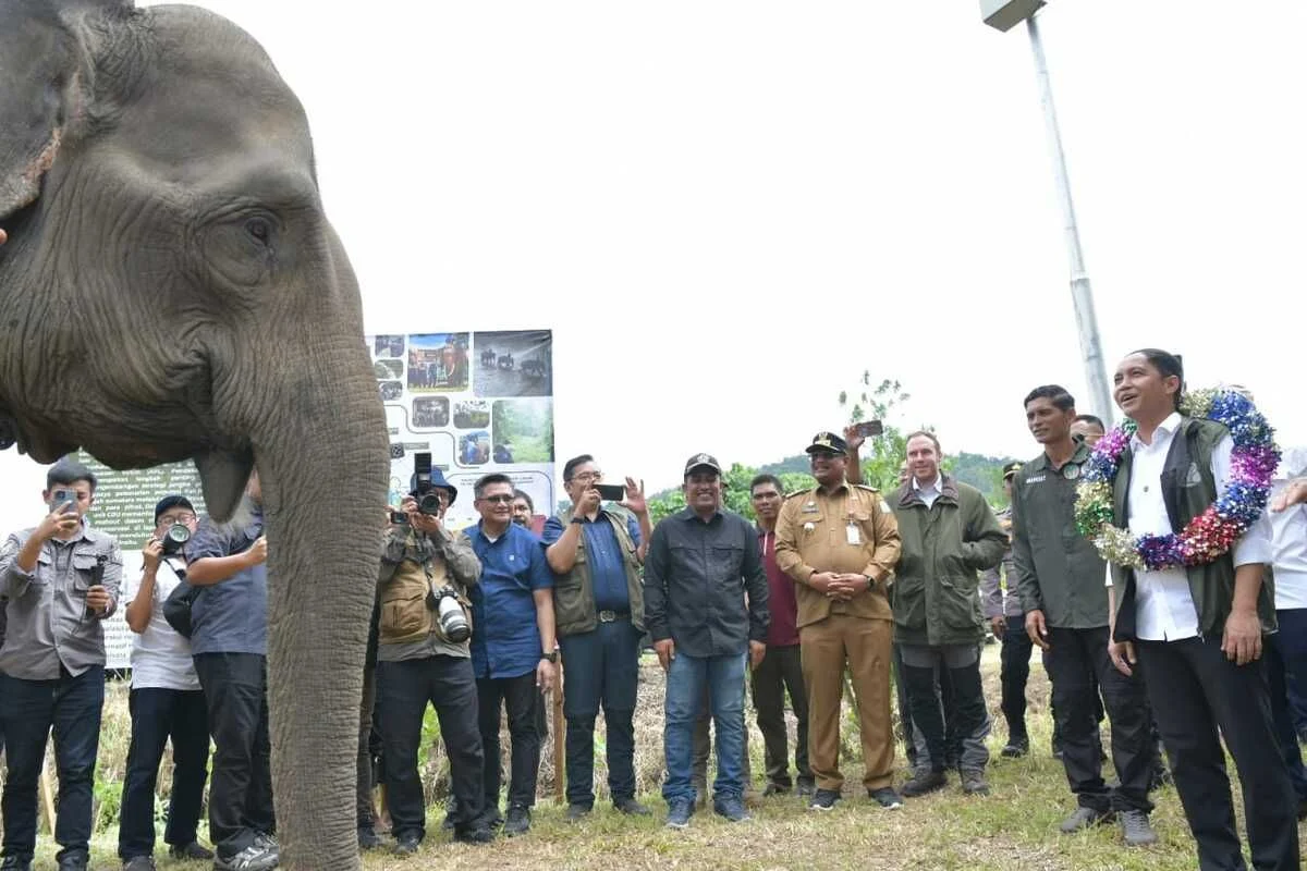 Raja Juli Antoni dan Kasus Gratifikasi: Upaya Konservasi Gajah dan Penolakan Laporan