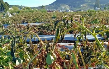 Suhu Dieng Hari Ini Turun Drastis, 30 Hektar Tanaman Kentang Rusak Akibat Embun Upas