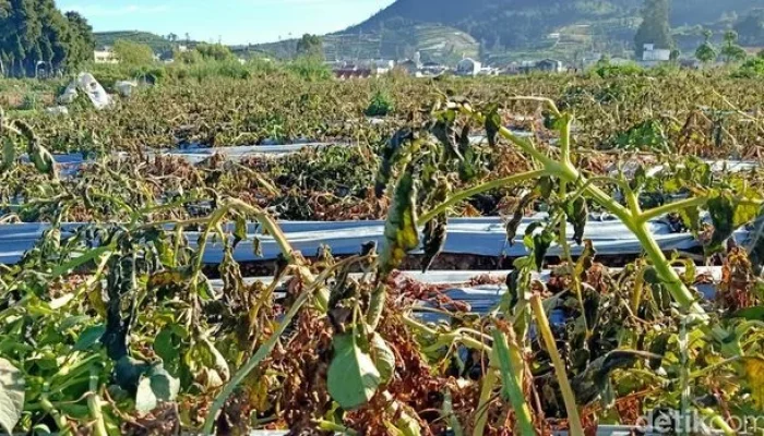 Suhu Dieng Hari Ini Turun Drastis, 30 Hektar Tanaman Kentang Rusak Akibat Embun Upas