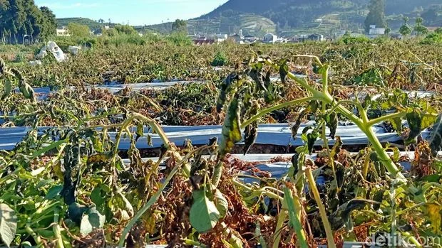 Suhu Dieng Hari Ini Turun Drastis, 30 Hektar Tanaman Kentang Rusak Akibat Embun Upas