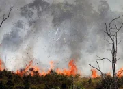Kebakaran Besar di Indonesia: Dari El Nino hingga Kebakaran Hutan