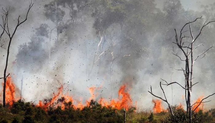 Kebakaran Besar di Indonesia: Dari El Nino hingga Kebakaran Hutan