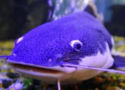 Lele Biru: Mengenal Ikan Eksotis Asal Amerika Serikat