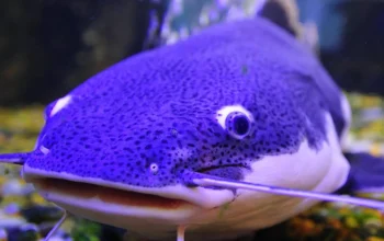 Lele Biru: Mengenal Ikan Eksotis Asal Amerika Serikat